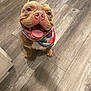 dog, happy, smiling, tie_dye_bandana, floor, wooden_floor, pet, canine, indoor, brown_dog, tongue_out, cute, friendly, looking_up, animal, domestic_animal, playful, companion, close_up, adorable