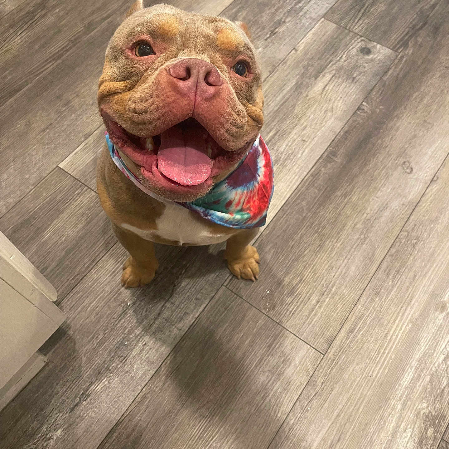 Lucky Luciano joined the competition — help win amazing prizes! adorable, animal, brown_dog, canine, close_up, companion, cute, dog, domestic_animal, floor, friendly, happy, indoor, looking_up, pet, playful, smiling, tie_dye_bandana, tongue_out, wooden_floor