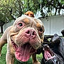 Lucky Luciano joined the competition — help win amazing prizes! dog, dogs, playful, smiling, tongue_out, grass, outdoor, yard, pets, black_dog, brown_dog, happy, close_up, animal, canine, tree, fence, nature, fun, tongue