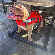 Lucky Luciano is registered to the contest to win money with this photo: dog, life_jacket, panting, outdoor, concrete, chair, sunlight, pet, animal, happy, tongue_out, brown_dog, shaded, water, summer, leisure, playful, canine, daytime, wet_surface