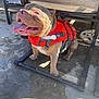 dog, life_jacket, panting, outdoor, concrete, chair, sunlight, pet, animal, happy, tongue_out, brown_dog, shaded, water, summer, leisure, playful, canine, daytime, wet_surface