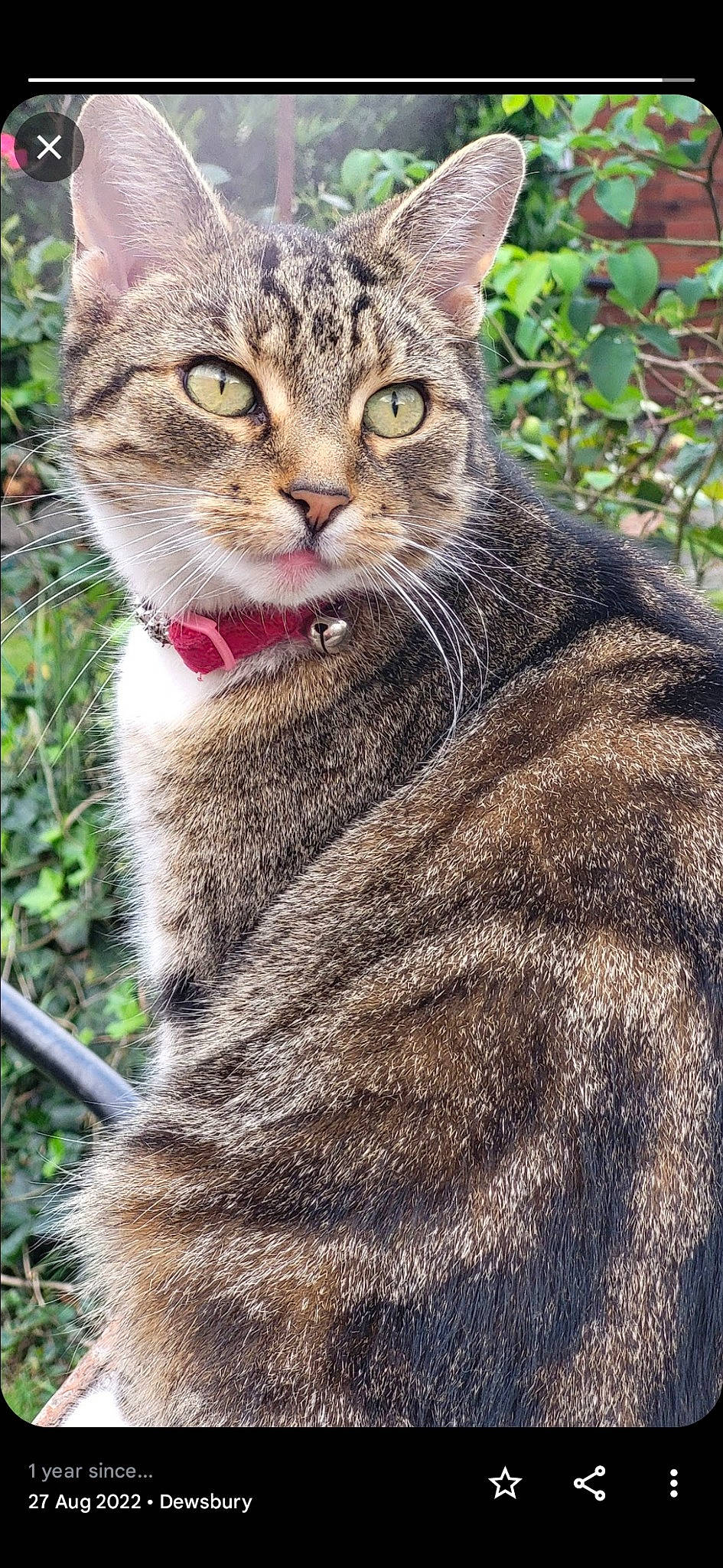 Zeo joined the competition — help win amazing prizes! bobcat, carnivore, cat, close_up, domestic_short_haired_cat, felidae, fur, grass, plant, small_to_medium_sized_cats, snout, terrestrial_animal, tree, vertebrate, whiskers, wildlife