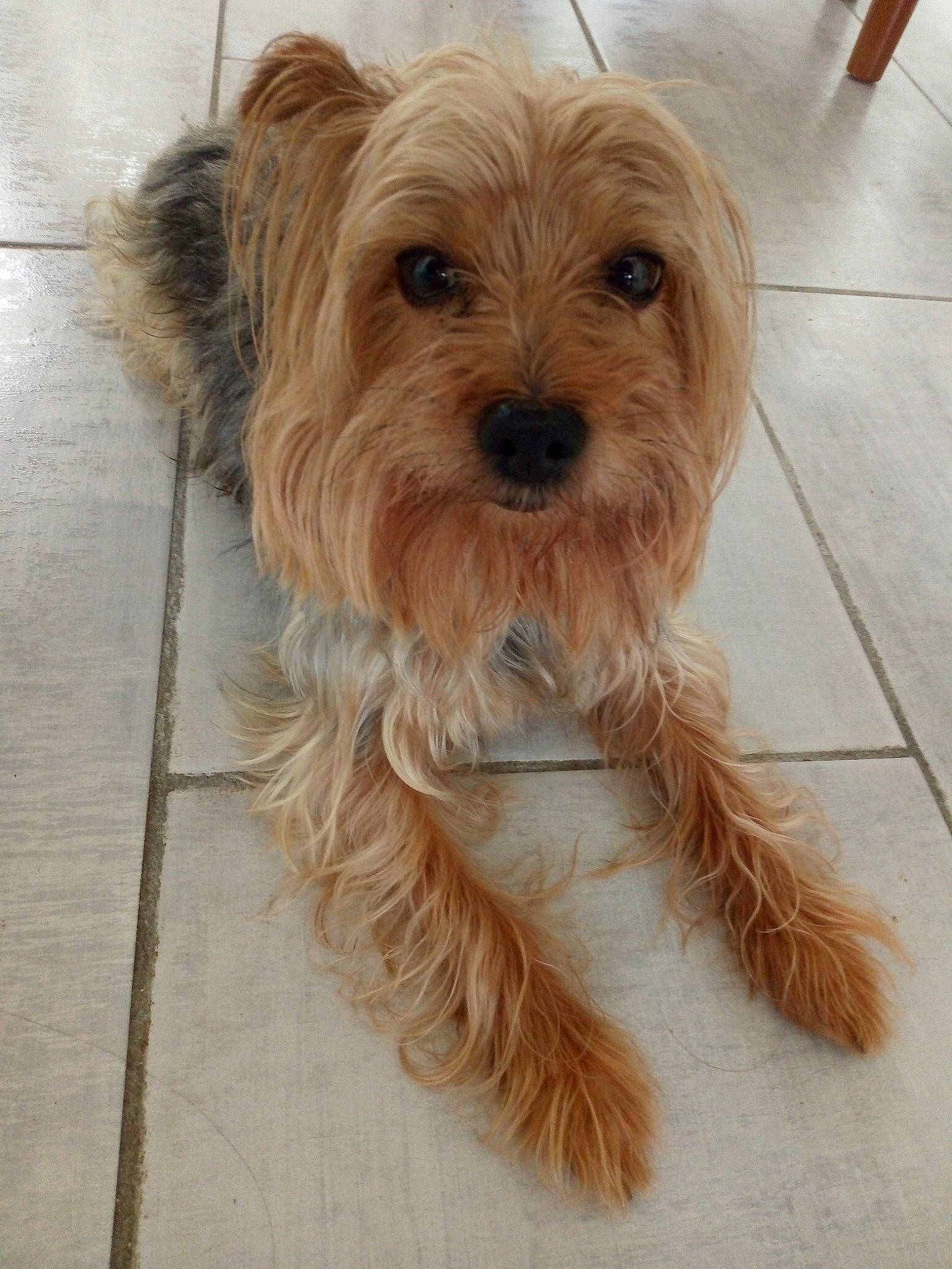 Jimmy a rejoint le concours — aidez-le/la à gagner de superbes lots ! biewer_terrier, carnivore, companion_dog, dog, dog_breed, dog_supply, fawn, flooring, fur, hardwood, liver, maltepoo, small_terrier, snout, sporting_group, terrier, toy_dog, wood, working_animal, yorkipoo