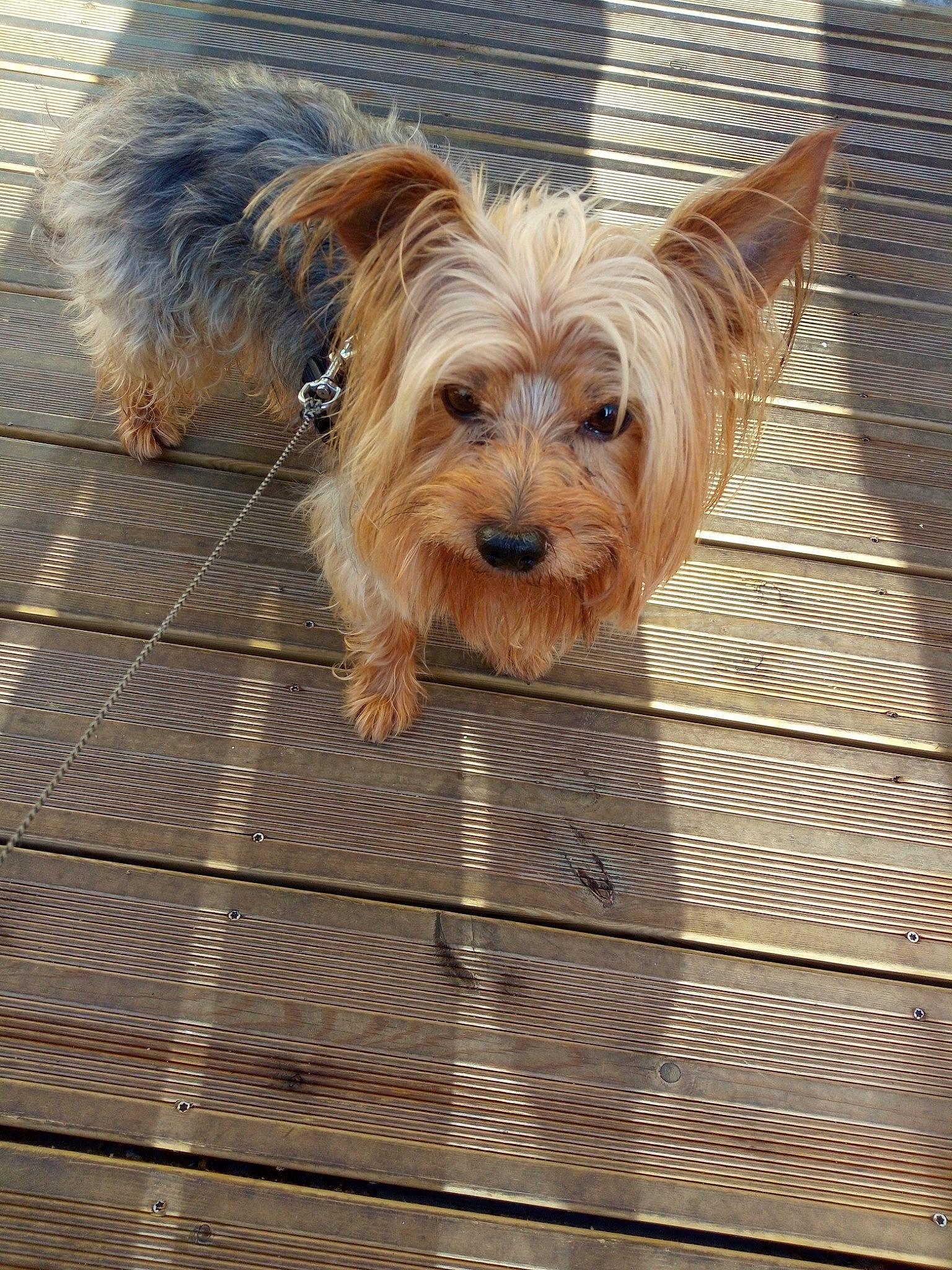 Jimmy a rejoint le concours — aidez-le/la à gagner de superbes lots ! australian_terrier, carnivore, companion_dog, dog, dog_breed, dog_supply, fawn, fence, hardwood, liver, small_terrier, snout, sporting_group, terrier, toy_dog, water_dog, wood, working_animal, yorkipoo, yorkshire_terrier