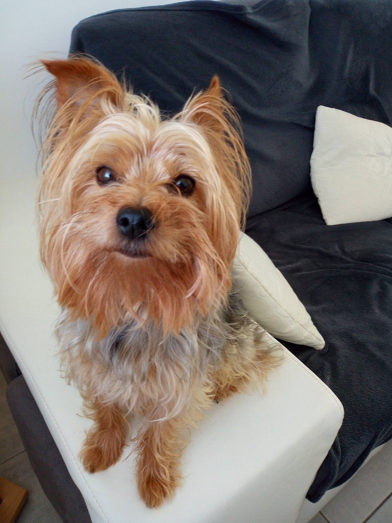 Jimmy participe au concours pour gagner de l'argent avec cette photo : biewer_terrier, canidae, carnivore, companion_dog, dog, dog_breed, dog_supply, fawn, fur, linens, liver, small_terrier, snout, sporting_group, terrestrial_animal, terrier, toy_dog, working_animal, yorkipoo, yorkshire_terrier