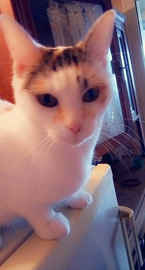 Blanche a rejoint le concours — aidez-le/la à gagner de superbes lots ! carnivore, cat, domestic_short_haired_cat, ear, eye, eyelash, fawn, felidae, fur, gesture, iris, nose, paw, small_to_medium_sized_cats, snout, whiskers