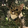 Beans is registered to the contest to win money with this photo: cat, kitten, pet, christmas_tree, tree_branches, pine_needles, string_lights, indoor, whiskers, curious, portrait, close_up, festive, fur, brown_tabby, eye_reflection, ear, collar, greenery, holiday_decor