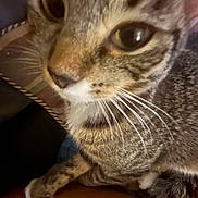 Beans is registered to the contest to win money with this photo: cat, tabby, close_up, whiskers, eye, nose, paw, fur, striped, pet, indoor, portrait, cute, domestic_animal, snout, pillow, lap, cozy, curious, soft_texture