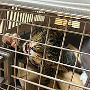 Beans is registered to the contest to win money with this photo: cat, kitten, tabby, pet_carrier, cage, bars, whiskers, teeth, paw, blanket, domestic_cat, close_up, animal, pet, indoor, collar, muzzle, fur, grid, transport