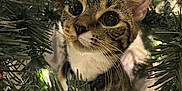 Beans joined the competition — help win amazing prizes! cat, kitten, pet, christmas_tree, tree_branches, pine_needles, string_lights, indoor, whiskers, curious, portrait, close_up, festive, fur, brown_tabby, eye_reflection, ear, collar, greenery, holiday_decor