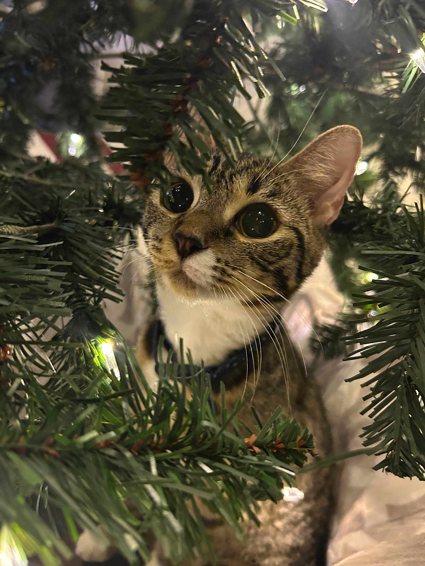 Beans joined the competition — help win amazing prizes! cat, kitten, pet, christmas_tree, tree_branches, pine_needles, string_lights, indoor, whiskers, curious, portrait, close_up, festive, fur, brown_tabby, eye_reflection, ear, collar, greenery, holiday_decor