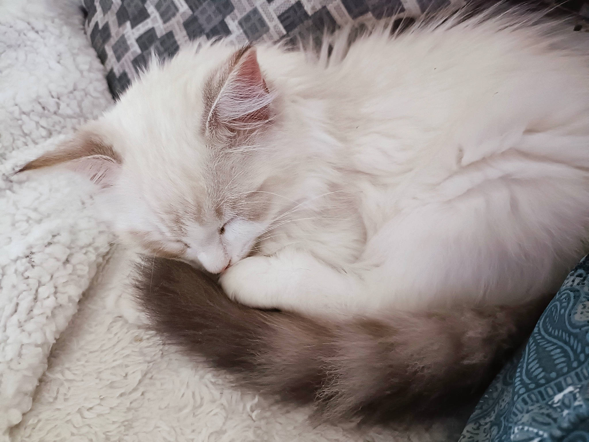 Ulfark a rejoint le concours — aidez-le/la à gagner de superbes lots ! bed, carnivore, cat, cat_bed, claw, comfort, felidae, fur, nap, paw, sleep, small_to_medium_sized_cats, snout, tail, whiskers