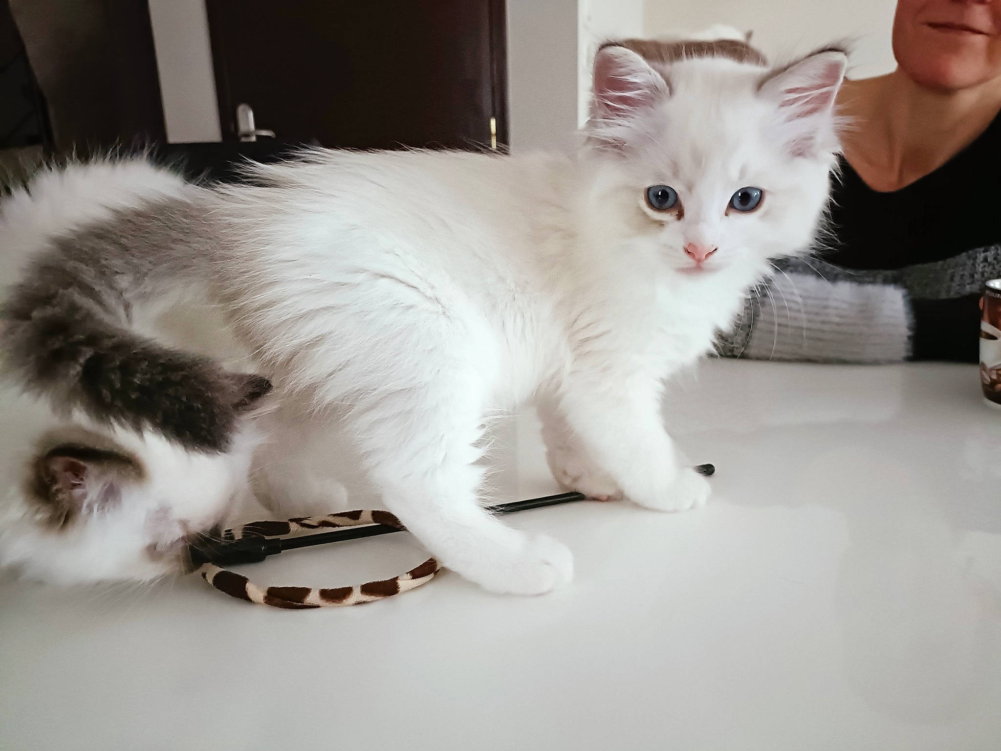 Ulfark participe au concours pour gagner de l'argent avec cette photo : box, carnivore, cat, claw, comfort, companion_dog, domestic_short_haired_cat, felidae, fur, gesture, metal, paw, photo_caption, sitting, small_to_medium_sized_cats, snout, tableware, tail, whiskers, white