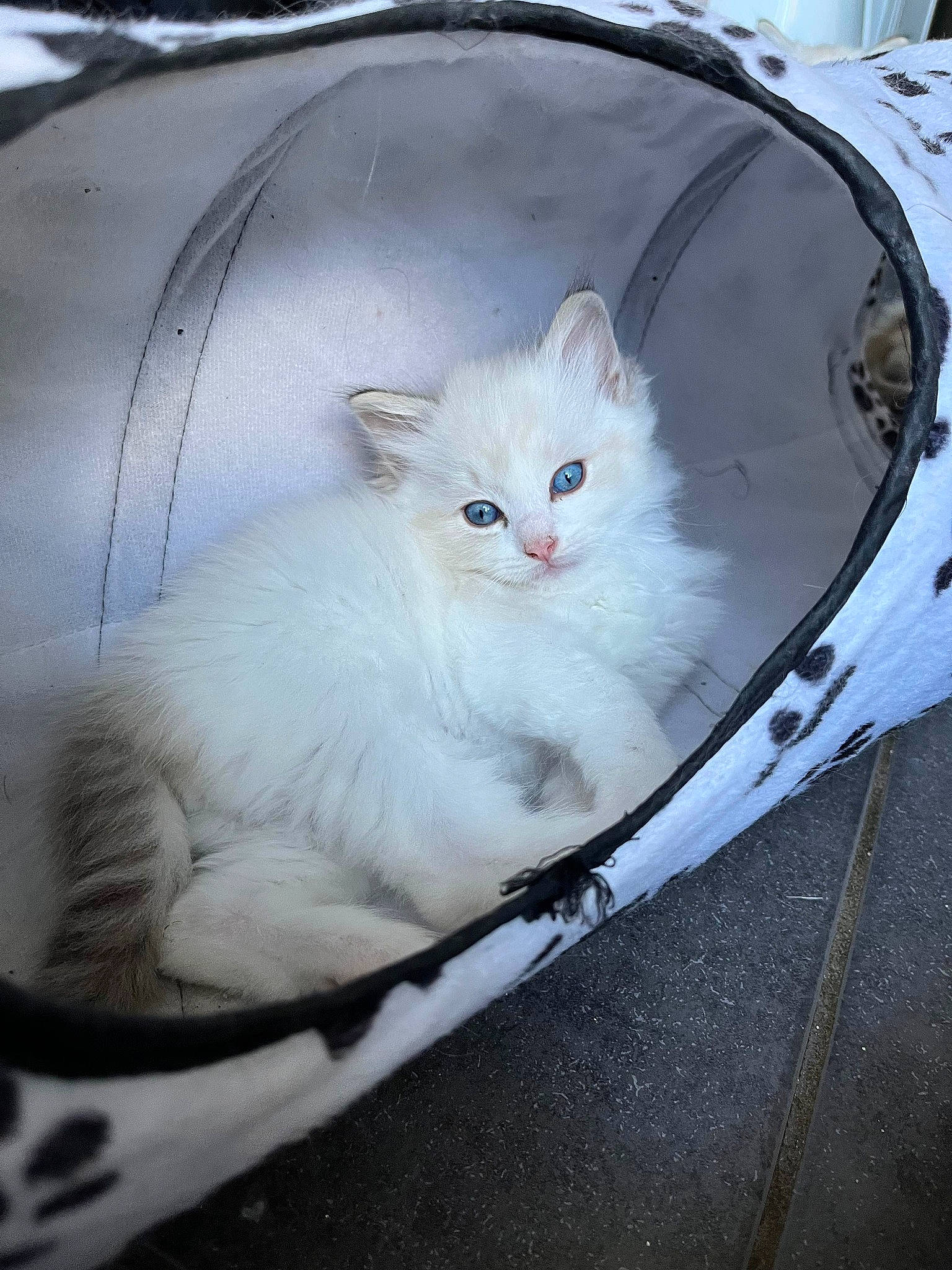 Ulfark a rejoint le concours — aidez-le/la à gagner de superbes lots ! automotive_tire, carnivore, cat, comfort, domestic_short_haired_cat, felidae, fur, paw, sitting, small_to_medium_sized_cats, snout, tail, terrestrial_animal, whiskers