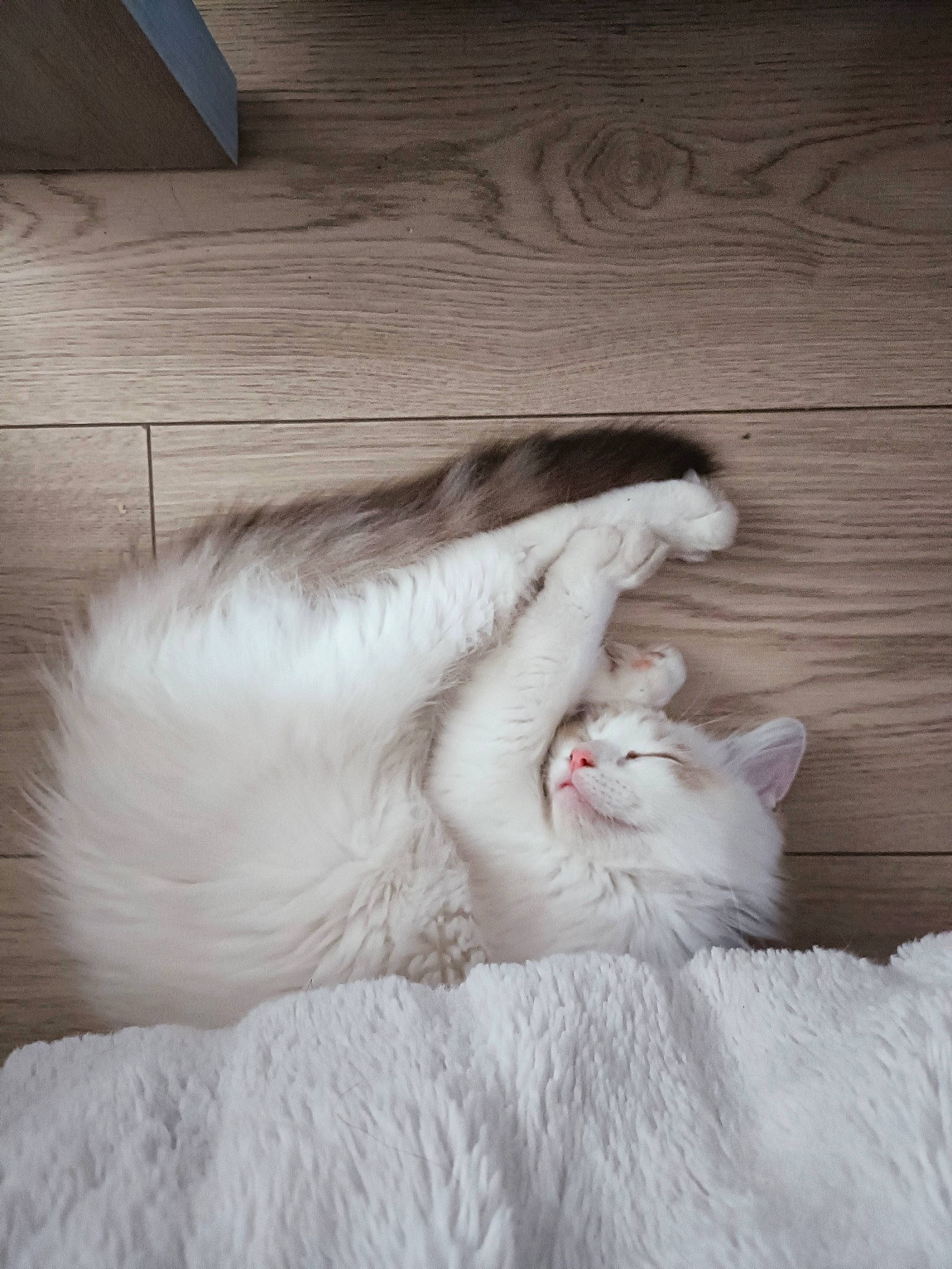 Ulfark a rejoint le concours — aidez-le/la à gagner de superbes lots ! carnivore, cat, claw, comfort, domestic_short_haired_cat, fang, felidae, fur, grey, hardwood, paw, small_to_medium_sized_cats, tail, whiskers, wood, yawn