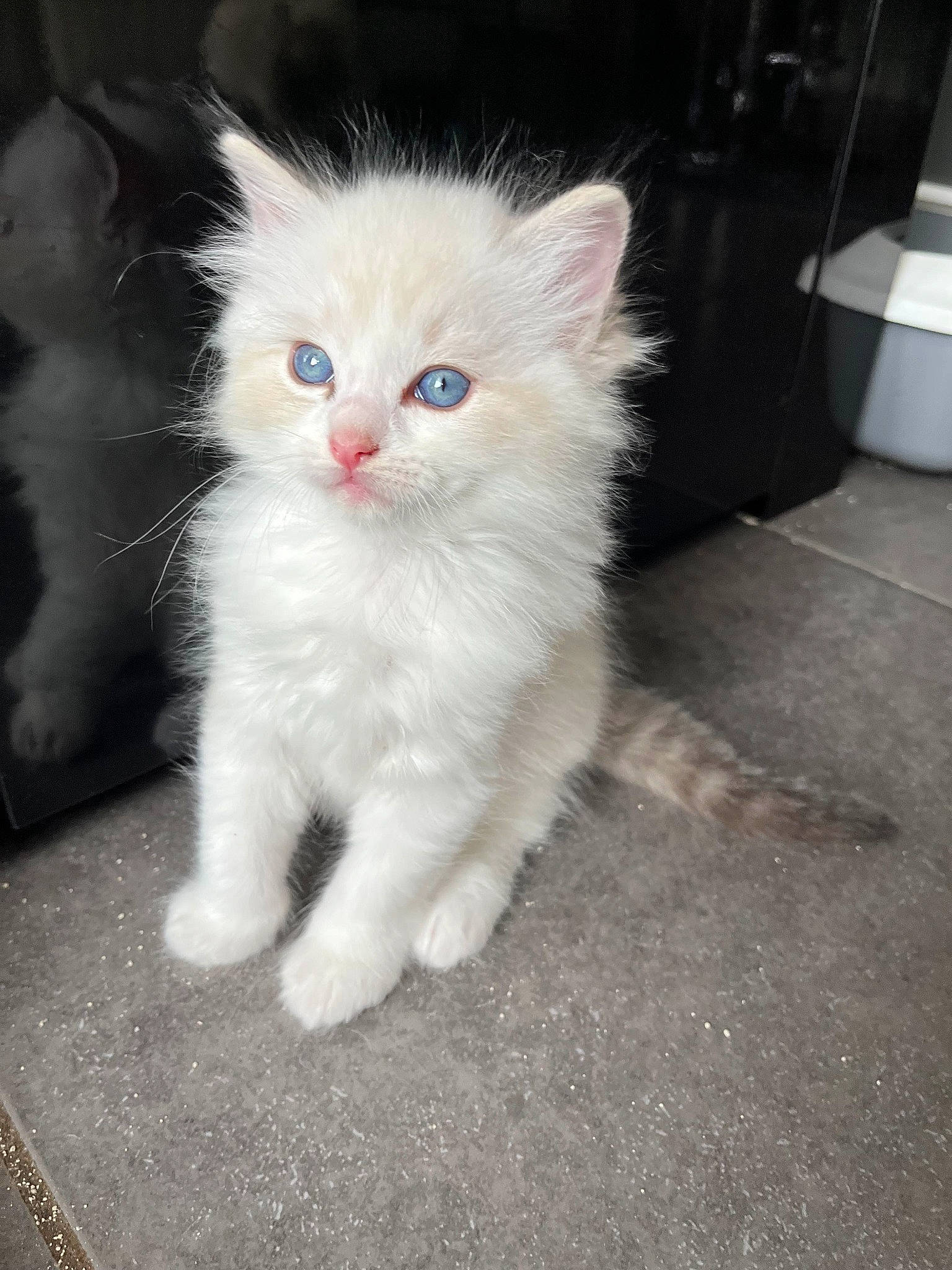 Ulfark a rejoint le concours — aidez-le/la à gagner de superbes lots ! carnivore, cat, claw, domestic_short_haired_cat, eye, fawn, felidae, flooring, fur, paw, photo_caption, sitting, small_to_medium_sized_cats, snout, tail, whiskers