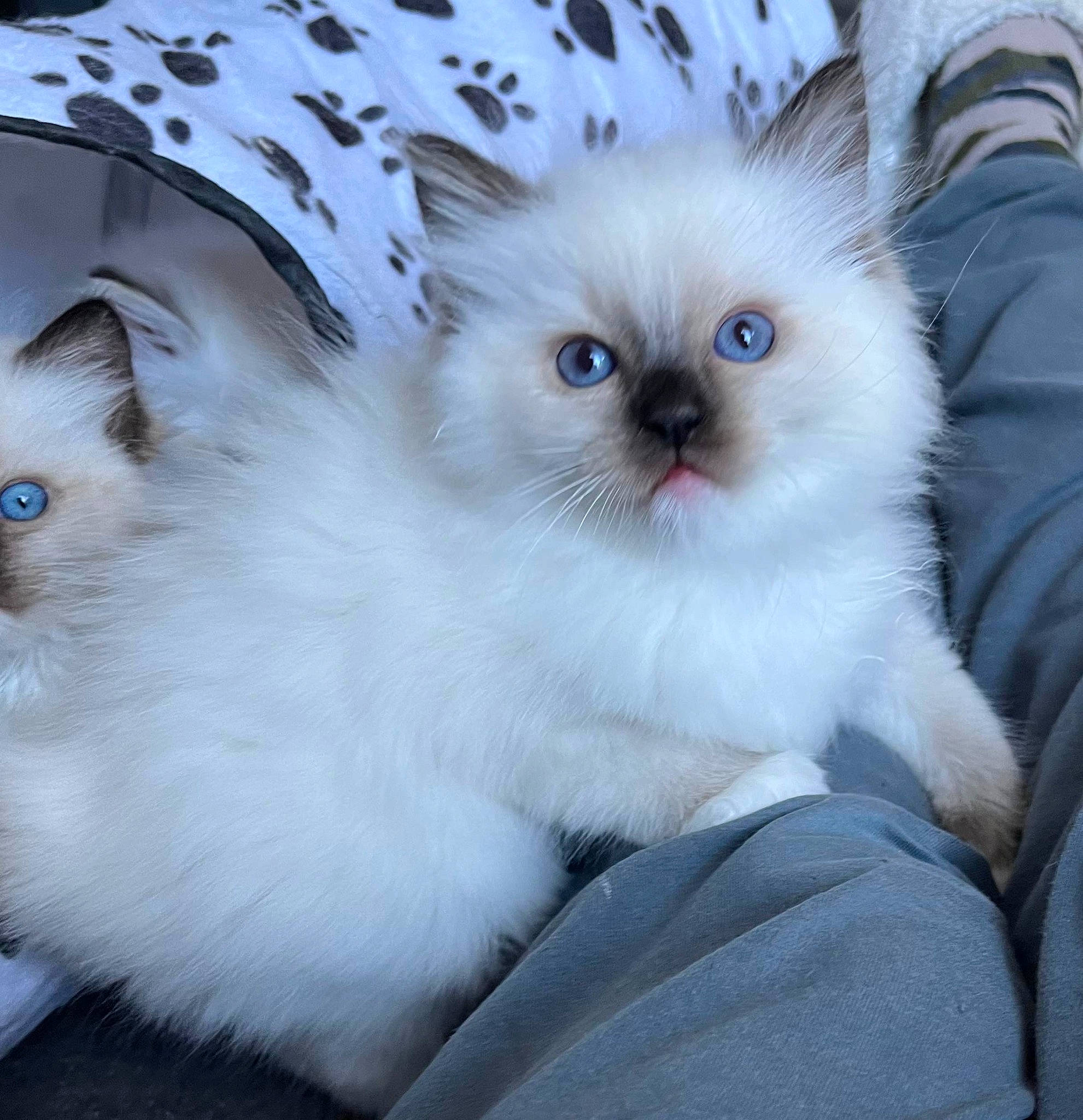 Ulina a rejoint le concours — aidez-le/la à gagner de superbes lots ! birman, carnivore, cat, claw, comfort, electric_blue, eye, fawn, felidae, foot, fur, happy, iris, paw, photo_caption, ragdoll, small_to_medium_sized_cats, snout, tail, whiskers