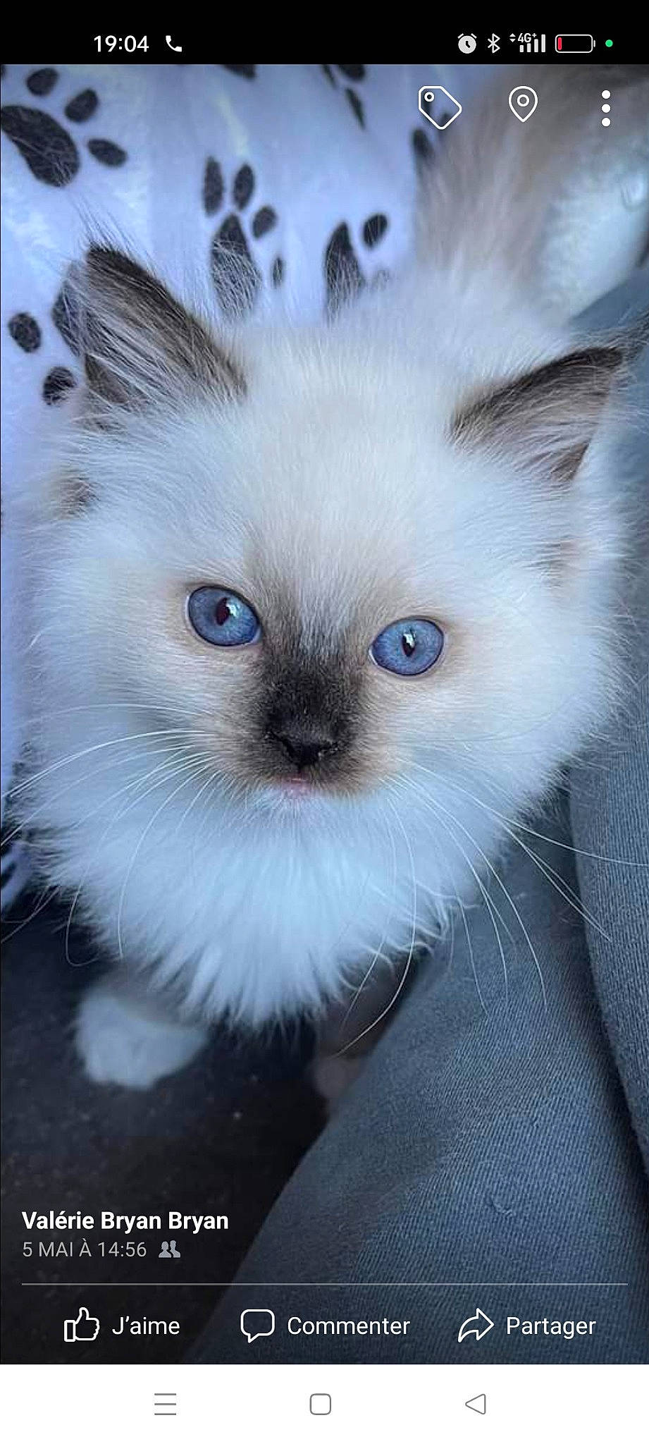 Ulina participe au concours pour gagner de l'argent avec cette photo : balinese, birman, carnivore, cat, companion_dog, electric_blue, eye, fawn, felidae, fur, hair, head, iris, siamese, small_to_medium_sized_cats, snout, tail, thai, tonkinese, whiskers