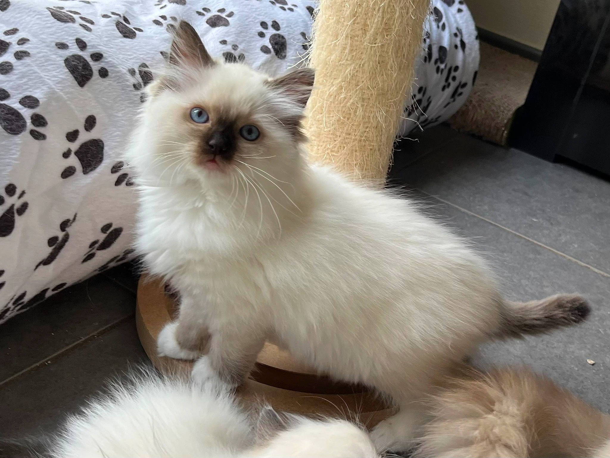 Ulina participe au concours pour gagner de l'argent avec cette photo : birman, british_longhair, carnivore, cat, comfort, companion_dog, dog_breed, fawn, felidae, fur, paw, ragdoll, siamese, small_to_medium_sized_cats, tail, terrestrial_animal, toy_dog, whiskers