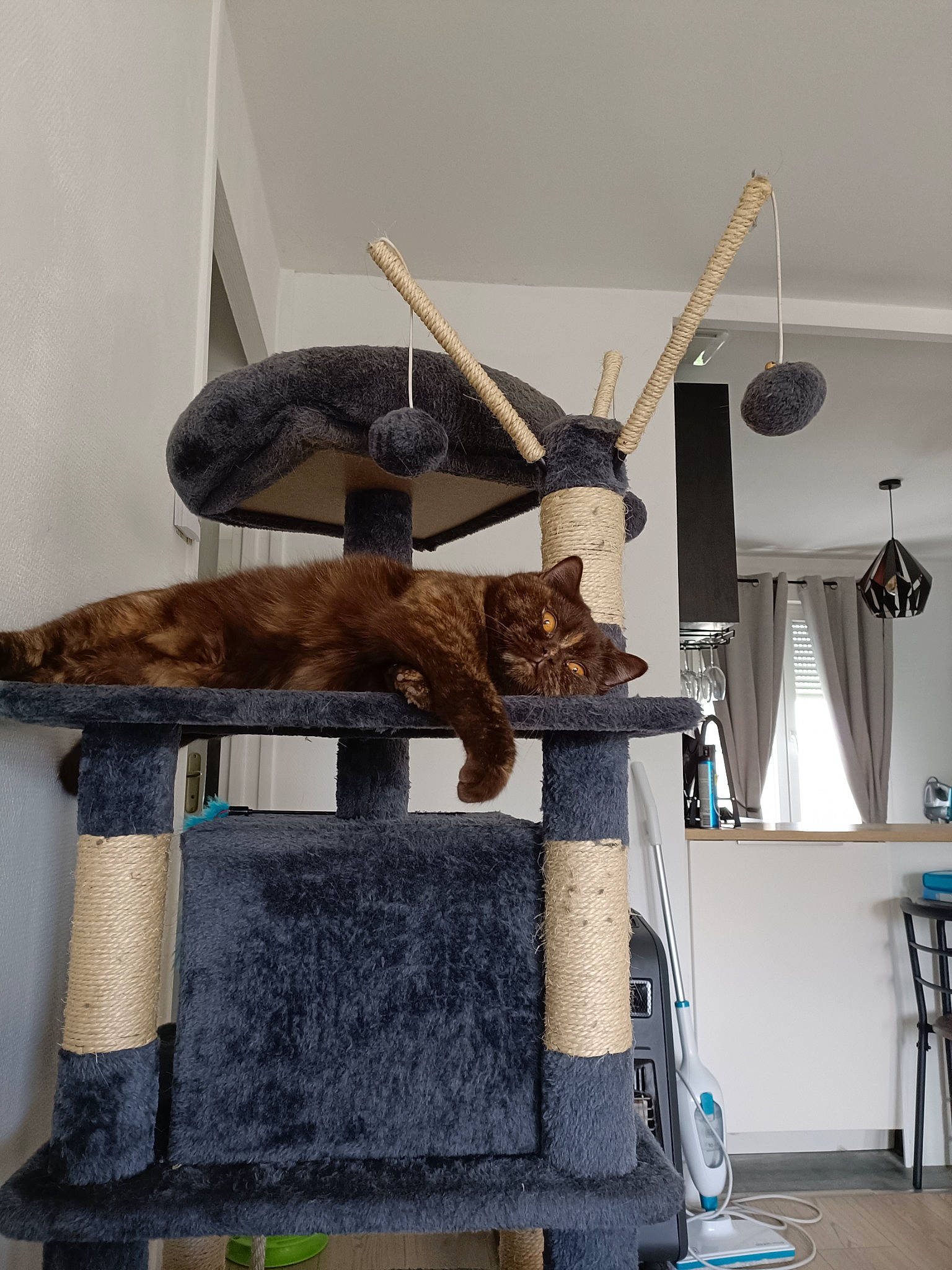 Sydney Alias Boubouille participe au concours pour gagner de l'argent avec cette photo : art, balance, curtain, fur, hardwood, hat, lamp, metal, natural_material, room, terrestrial_animal, twig, wood