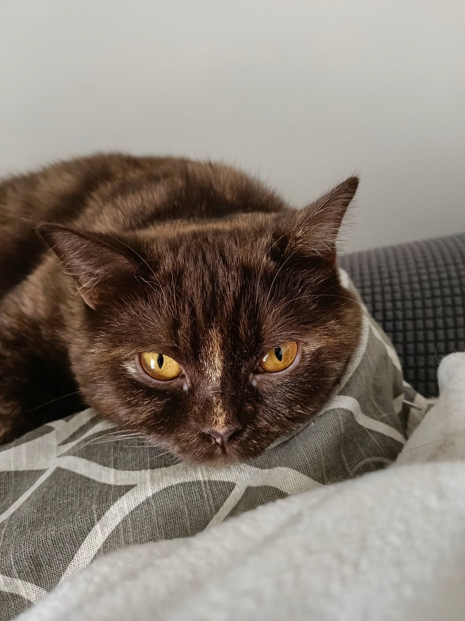 Sydney Alias Boubouille participe au concours pour gagner de l'argent avec cette photo : black_cat, carnivore, cat, comfort, domestic_short_haired_cat, eye, felidae, fur, grey, small_to_medium_sized_cats, snout, terrestrial_animal, whiskers