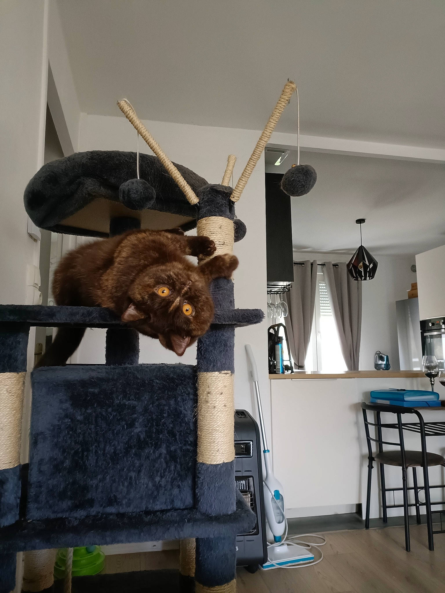 Sydney Alias Boubouille a rejoint le concours — aidez-le/la à gagner de superbes lots ! art, brown_bear, ceiling, curtain, flooring, fur, hardwood, hat, horn, ladder, lamp, machine, metal, room, sculpture, terrestrial_animal, tourist_attraction, wood, working_animal