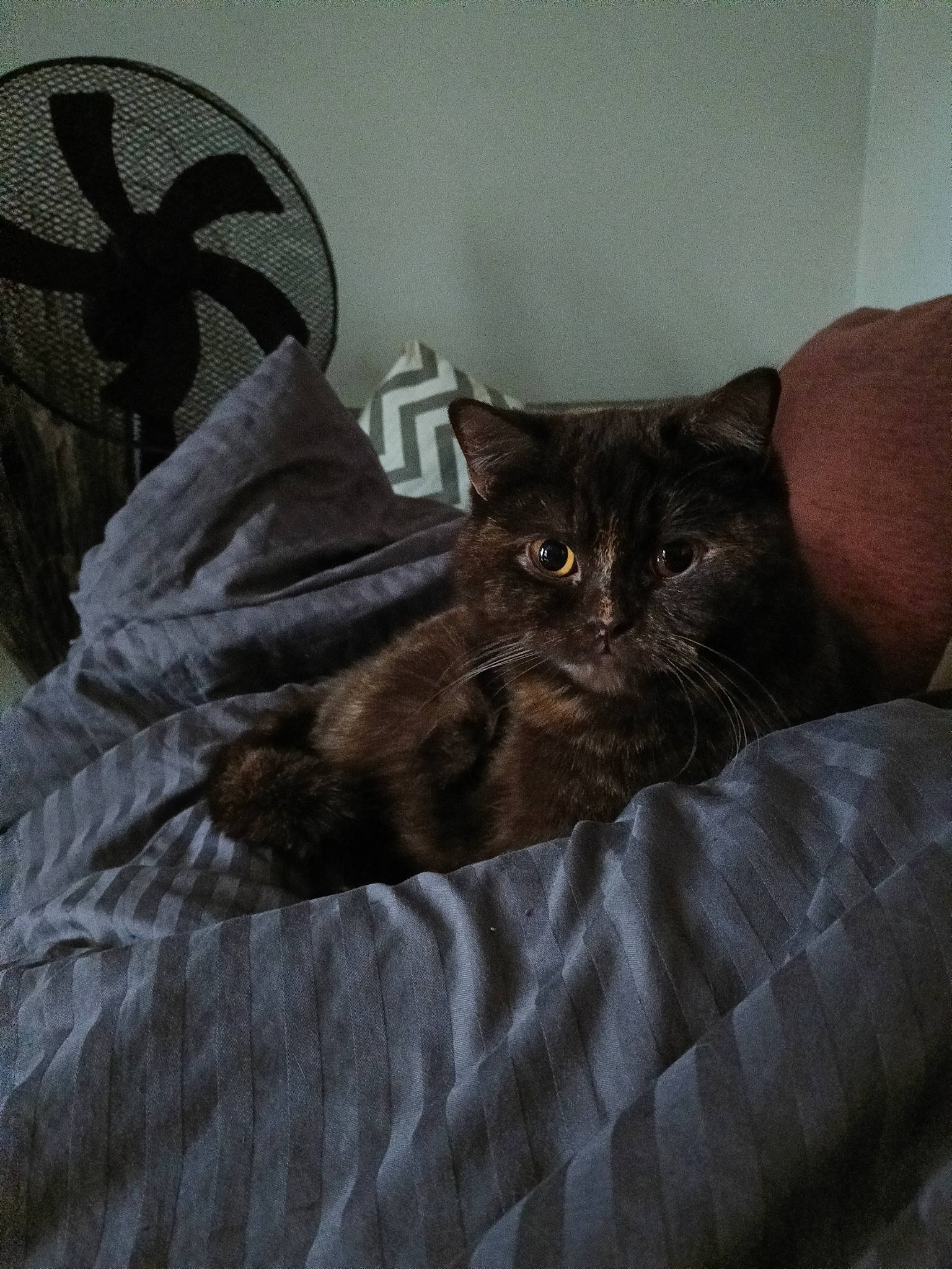 Sydney Alias Boubouille a rejoint le concours — aidez-le/la à gagner de superbes lots ! bed, bed_sheet, bedding, bedroom, black_cat, brown, carnivore, cat, comfort, couch, domestic_short_haired_cat, felidae, fur, grey, linens, room, small_to_medium_sized_cats, tail, terrestrial_animal, whiskers