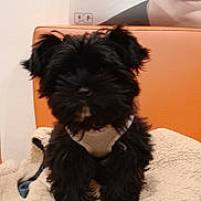 Aïto participe au concours pour gagner de l'argent avec cette photo : puppy, dog, black_fur, fluffy, blanket, orange_chair, indoor, pet, cute, small_dog, fur, animal, sitting, cozy, soft, portrait, young_dog, canine, adorable, furry