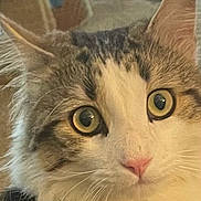 Bandit is registered to the contest to win money with this photo: cat, close_up, fluffy, yellow_eyes, pink_nose, curious, pet, animal, indoor, portrait, feline, whiskers, soft_fur, domestic_cat, face, ears, looking, cute, mammal, closeup