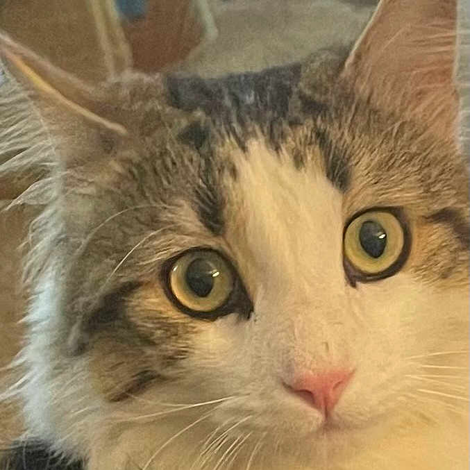 Bandit