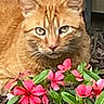 animal, cat, closeup, curious, eyes, feline, flora, flowers, fur, garden, green_leaves, leaf, nature, orange_tabby, outdoor, pet, pink_flowers, plant, summer, whiskers