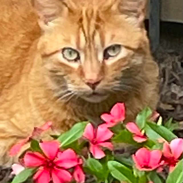 Charlie