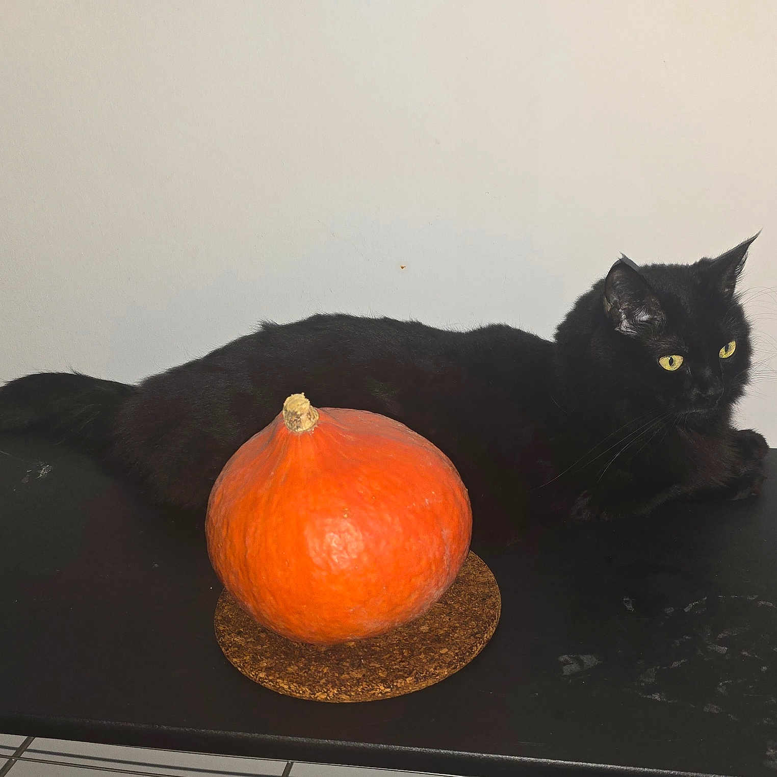 Réglisse participe au concours pour gagner de l'argent avec cette photo : animal, black_cat, cat, cork_coaster, cute, domestic_cat, feline, fur, home, indoor, minimalist, orange, pet, pumpkin, relaxed, resting, still_life, table, whiskers, yellow_eyes