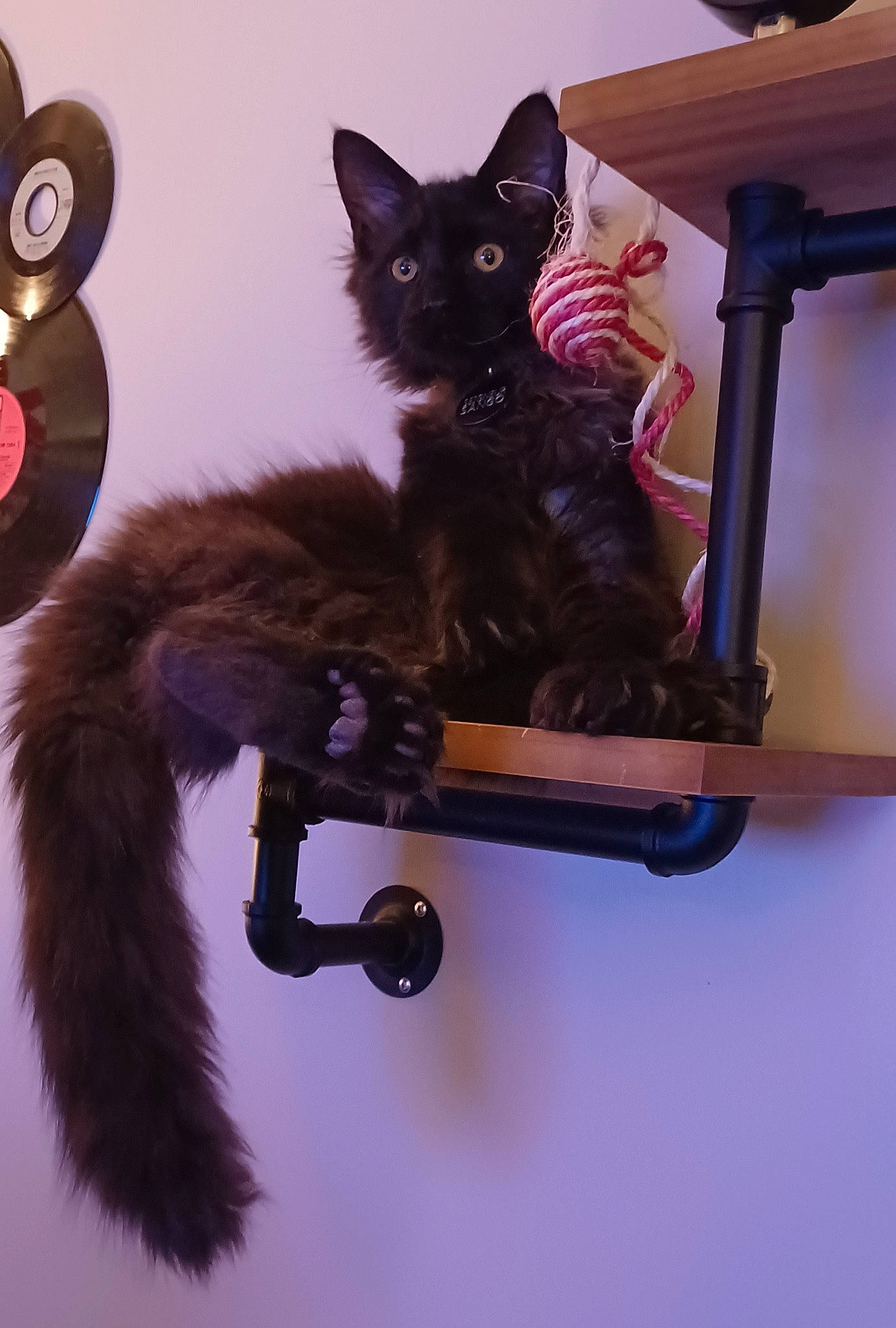 Sango a rejoint le concours — aidez-le/la à gagner de superbes lots ! black_cat, bombay, carnivore, cat, cat_furniture, cat_supply, claw, collar, comfort, domestic_short_haired_cat, felidae, fur, paw, pet_supply, room, small_to_medium_sized_cats, tail, whiskers