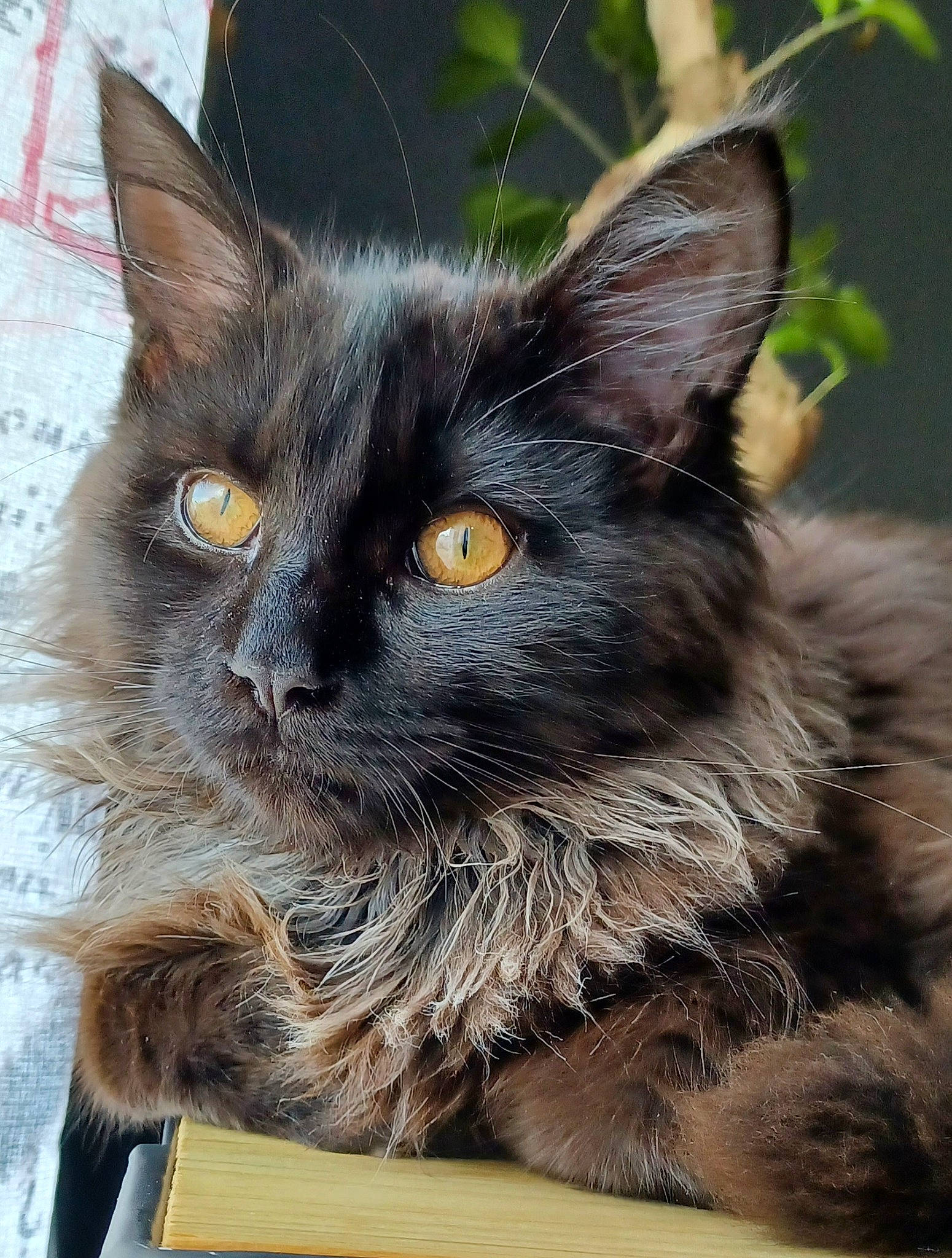 Sango participe au concours pour gagner de l'argent avec cette photo : black_cat, british_longhair, carnivore, cat, claw, domestic_short_haired_cat, fawn, felidae, fur, paw, plant, small_to_medium_sized_cats, snout, tail, terrestrial_animal, whiskers, window