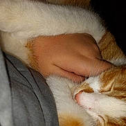 Pumpkin Pie is registered to the contest to win money with this photo: animal, cat, close_up, comfort, cozy, cute, domestic_cat, friendship, fur, ginger_cat, hand, hugging, human, indoor, pet, resting, sleeping, snuggling, warm, white_cat