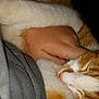 animal, cat, close_up, comfort, cozy, cute, domestic_cat, friendship, fur, ginger_cat, hand, hugging, human, indoor, pet, resting, sleeping, snuggling, warm, white_cat