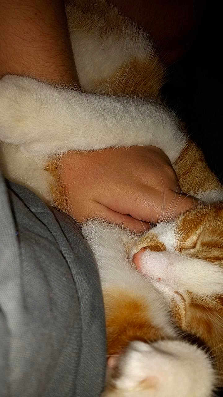 Pumpkin Pie