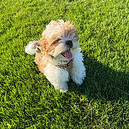Milo is registered to the contest to win money with this photo: dog, puppy, grass, outdoor, sunlight, pet, happy, tongue_out, fur, small_dog, canine, nature, greenery, daylight, animal, mammal, playful, cute, summer, leisure
