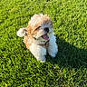 dog, puppy, grass, outdoor, sunlight, pet, happy, tongue_out, fur, small_dog, canine, nature, greenery, daylight, animal, mammal, playful, cute, summer, leisure