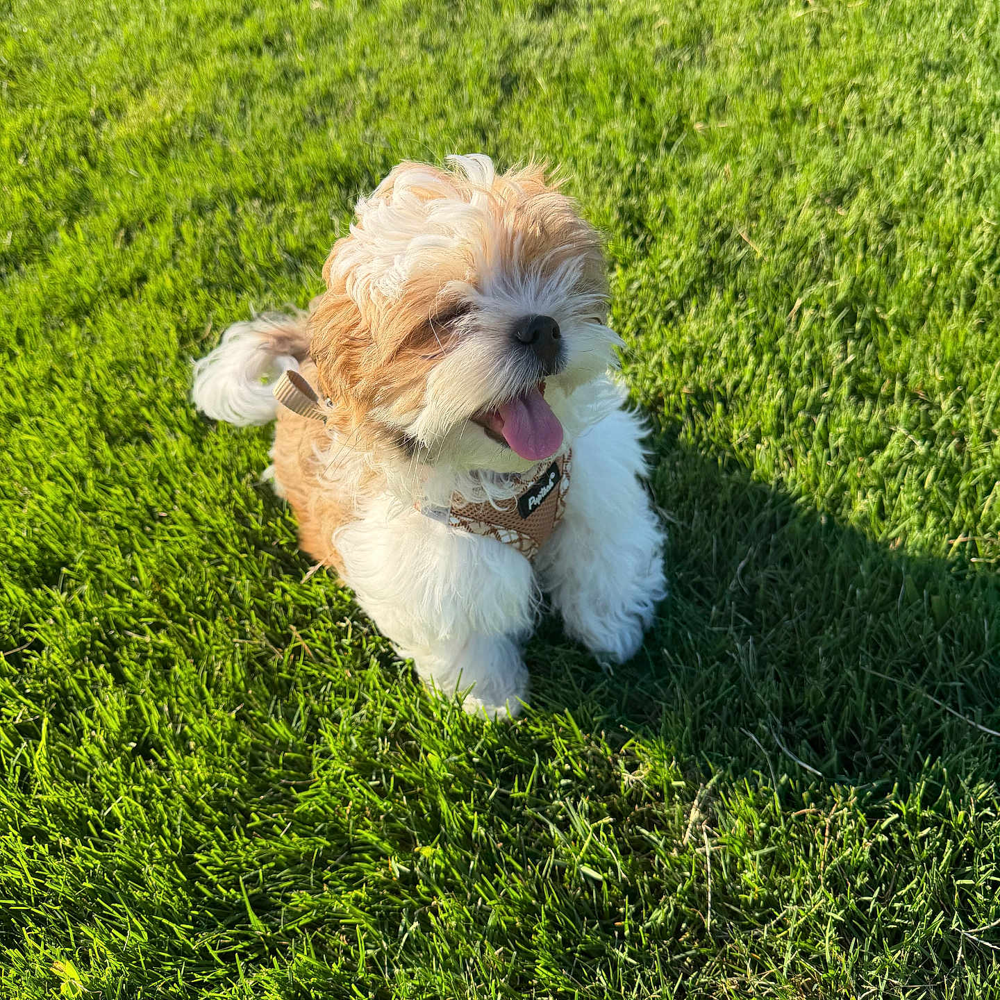 Milo
