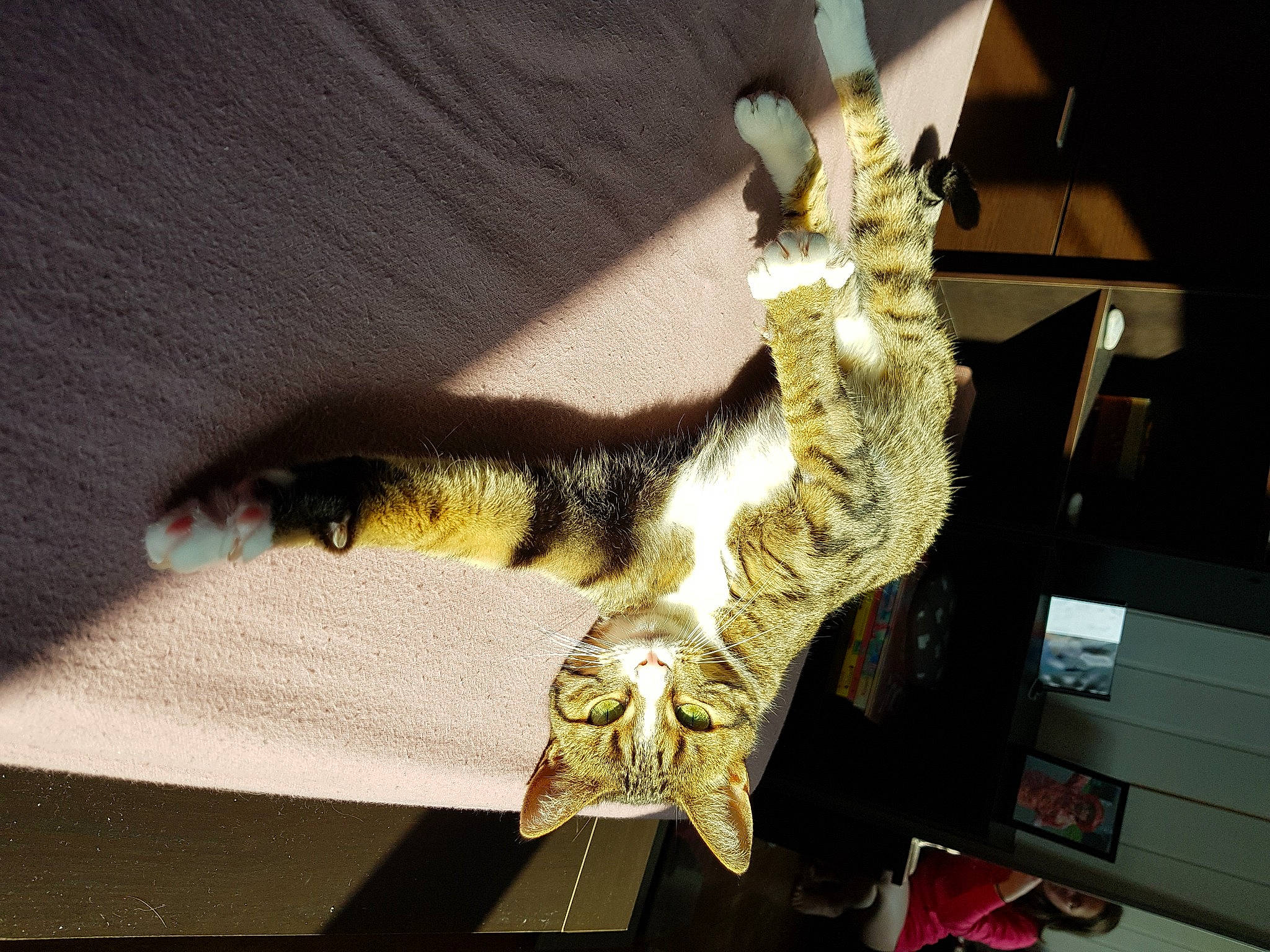 Mine a rejoint le concours — aidez-le/la à gagner de superbes lots ! carnivore, cat, claw, dinosaur, domestic_short_haired_cat, fashion_accessory, felidae, finger, fur, gesture, human_leg, metal, reptile, small_to_medium_sized_cats, tail, terrestrial_animal, thigh, whiskers, wildlife, wing