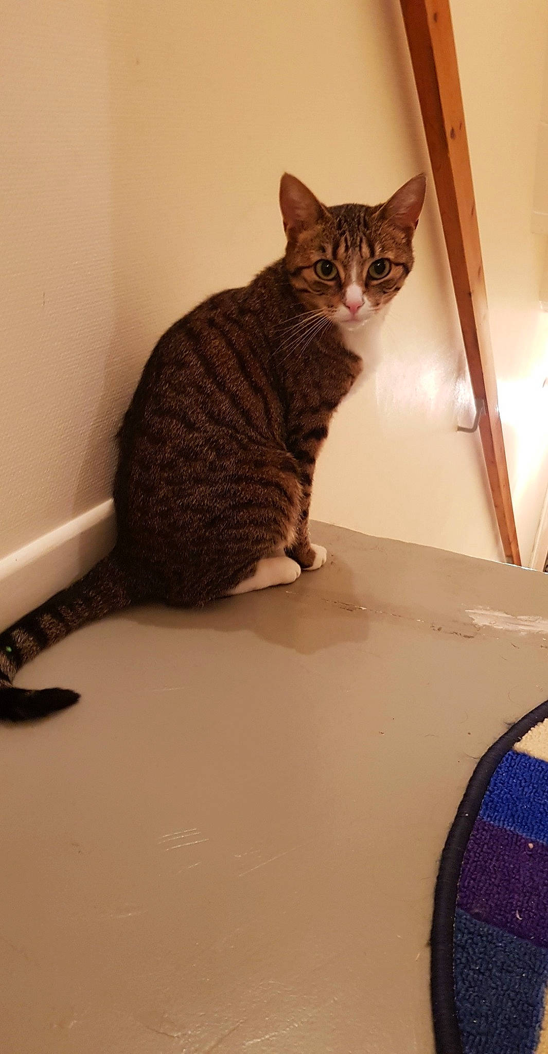 Mine participe au concours pour gagner de l'argent avec cette photo : bathroom, carnivore, cat, comfort, domestic_short_haired_cat, felidae, flooring, fur, hardwood, paw, pet_supply, small_to_medium_sized_cats, snout, tail, terrestrial_animal, whiskers, wood