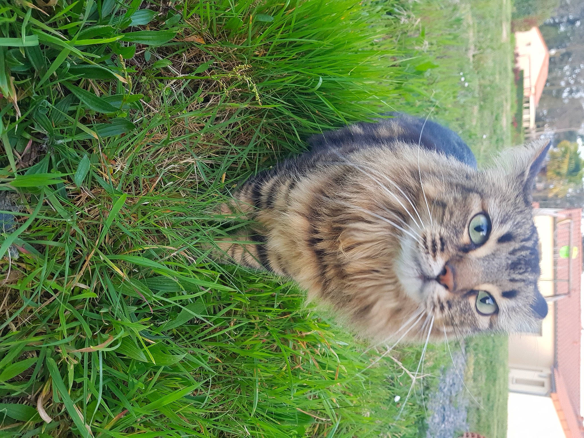 Luna a rejoint le concours — aidez-le/la à gagner de superbes lots ! carnivore, cat, domestic_short_haired_cat, eye, fawn, felidae, fur, grass, groundcover, plant, sedge_family, small_to_medium_sized_cats, snout, tail, terrestrial_animal, tree, vegetation, whiskers, wildlife, window