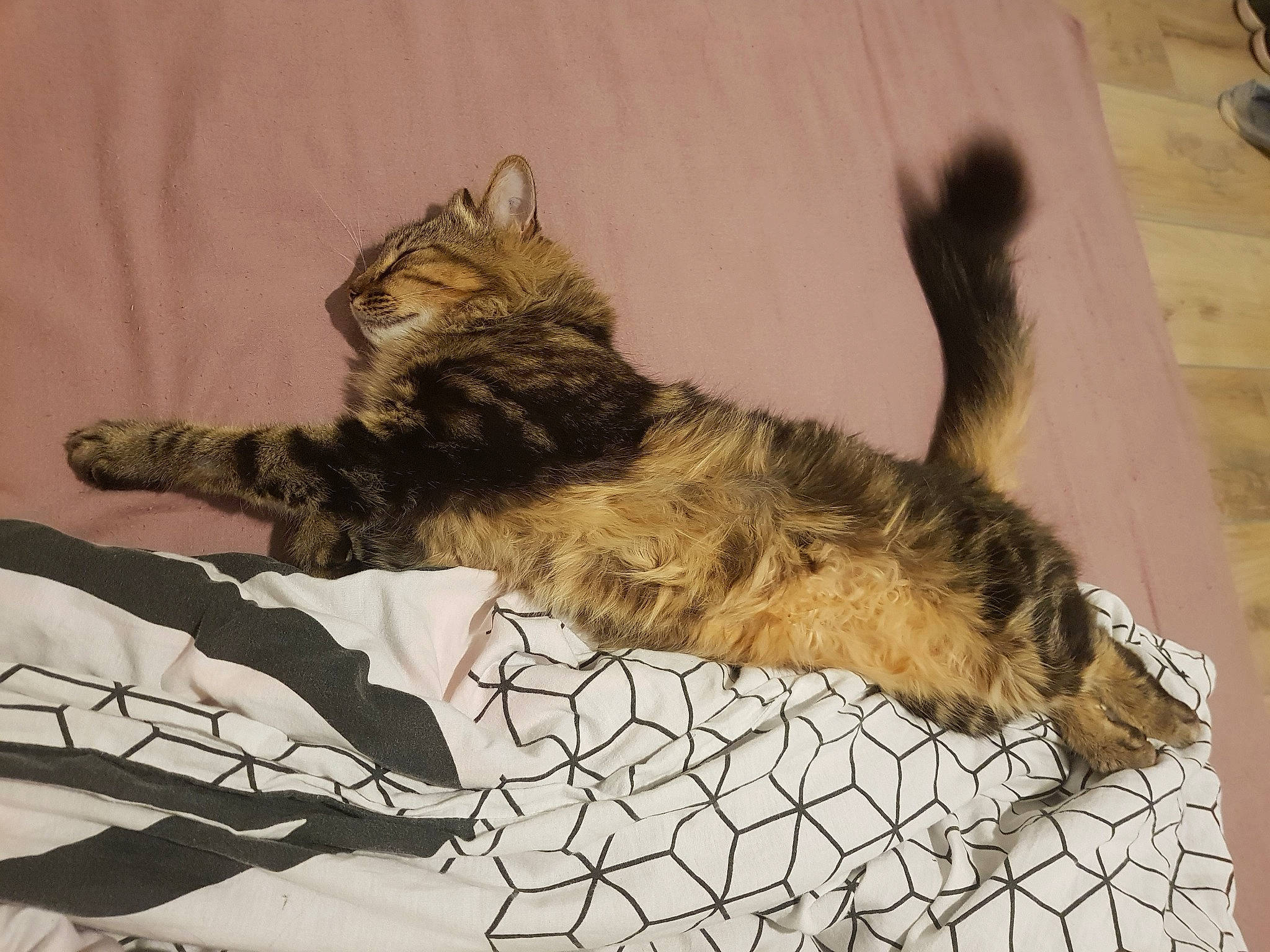 Luna participe au concours pour gagner de l'argent avec cette photo : carnivore, cat, claw, comfort, domestic_short_haired_cat, felidae, fur, gesture, linens, nap, pattern, paw, sleep, small_to_medium_sized_cats, tail, whiskers