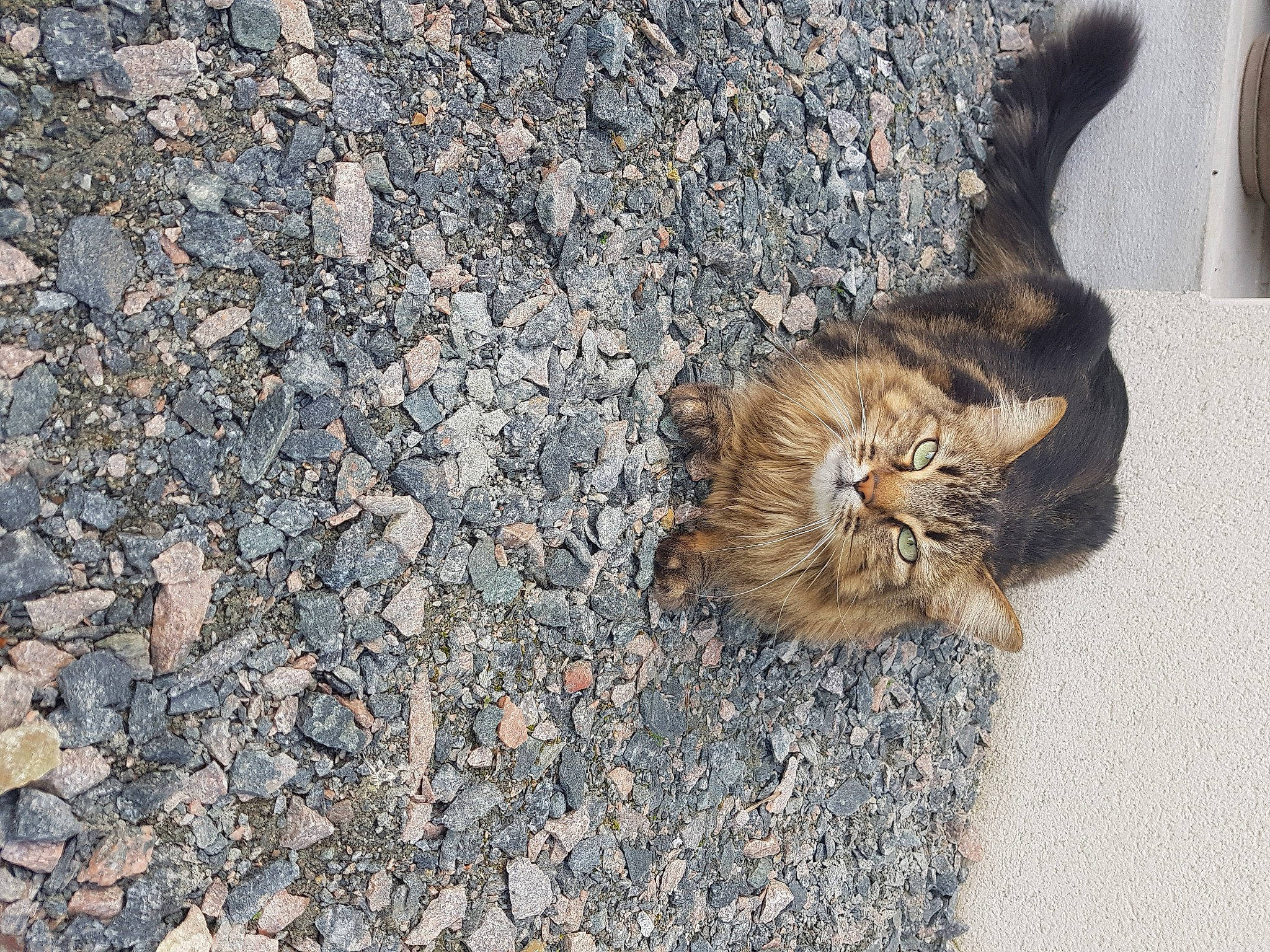 Luna a rejoint le concours — aidez-le/la à gagner de superbes lots ! asphalt, carnivore, cat, claw, concrete, domestic_short_haired_cat, fawn, felidae, fur, grass, paw, road_surface, sand, small_to_medium_sized_cats, soil, tail, tar, terrestrial_animal, whiskers, wood