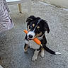 Blue a rejoint le concours — aidez-le/la à gagner de superbes lots ! puppy, dog, carrot, concrete, outdoor, white_chair, tricolor, curious, sitting, pet, animal, young_dog, black_fur, white_fur, brown_fur, looking_up, chewing, plastic_chair, patterned_cloth, house_wall