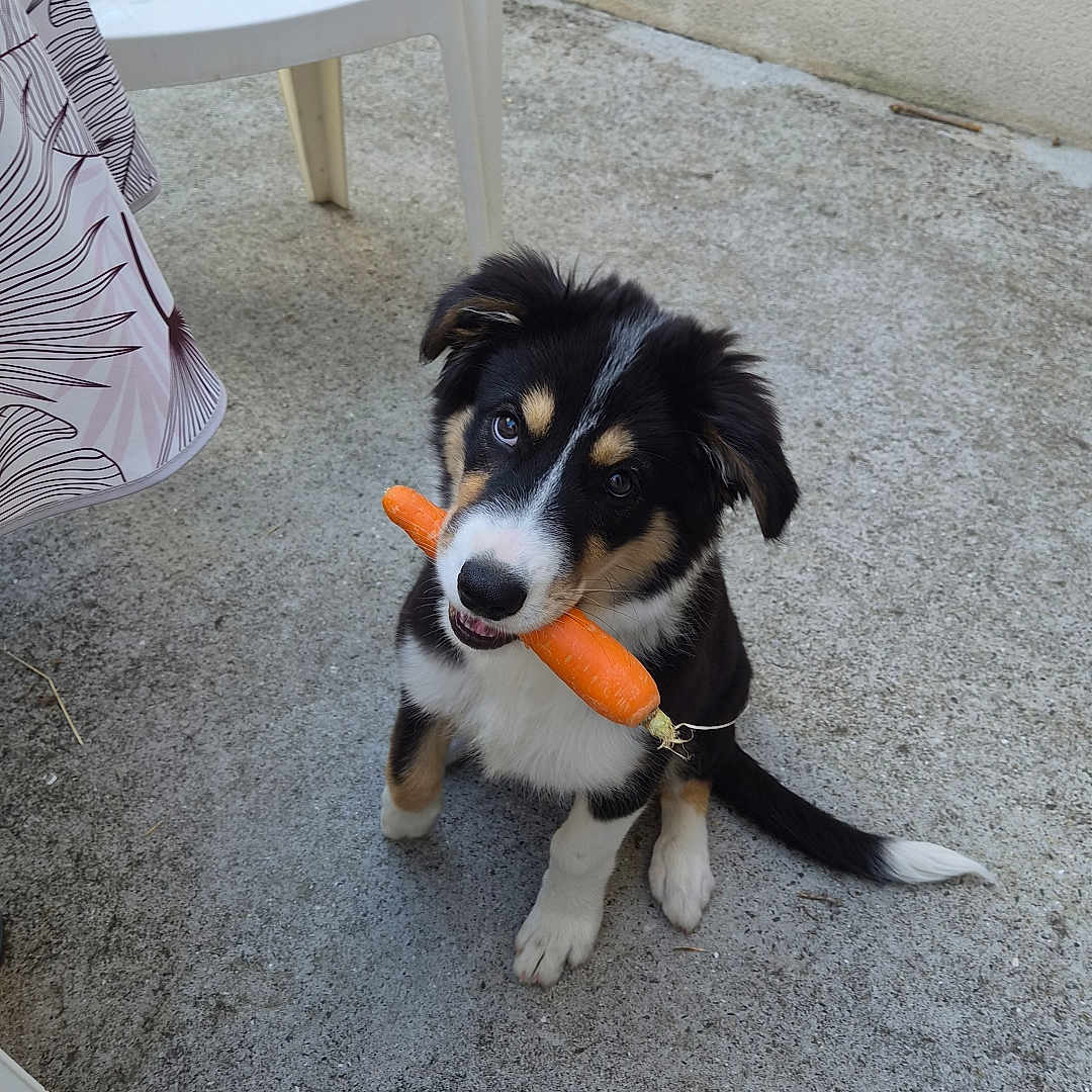 Blue a rejoint le concours — aidez-le/la à gagner de superbes lots ! puppy, dog, carrot, concrete, outdoor, white_chair, tricolor, curious, sitting, pet, animal, young_dog, black_fur, white_fur, brown_fur, looking_up, chewing, plastic_chair, patterned_cloth, house_wall