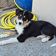 Blue a rejoint le concours — aidez-le/la à gagner de superbes lots ! puppy, dog, tricolor, laying_down, yellow_hose, blue_barrel, concrete, outdoor, curious, young_dog, pet, animal, fur, ears, tail, paws, wall, ground, resting, garden