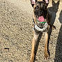 Usko participe au concours pour gagner de l'argent avec cette photo : dog, outdoor, gravel, harness, tongue_out, shadow, animal, pet, ears, canine, sunlight, brown, black, alert, sitting, playful, nature, ground, friendly, daylight